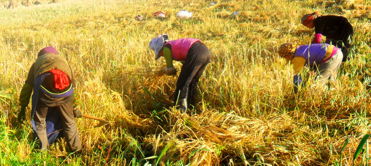 Tibet: Women harvesting barley, the most widespread crop in the Tibetan areas. Photo: Sangjike.