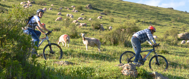 Most goats have never seen mountain bikers on their pastures.