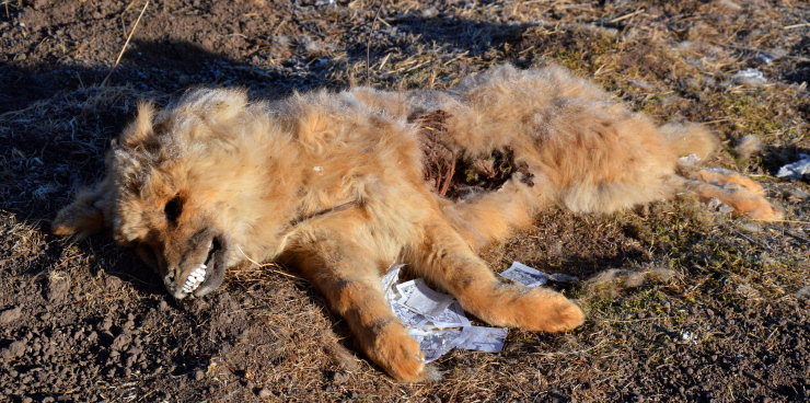 Tibet: Nature is cruel in the Tibetan areas; this masterless dog died from the cold. His flesh has helped other animals to get through the winter.