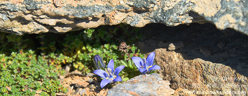 blue mountain flowers under a rock