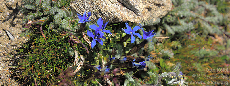 blue mountain flowers